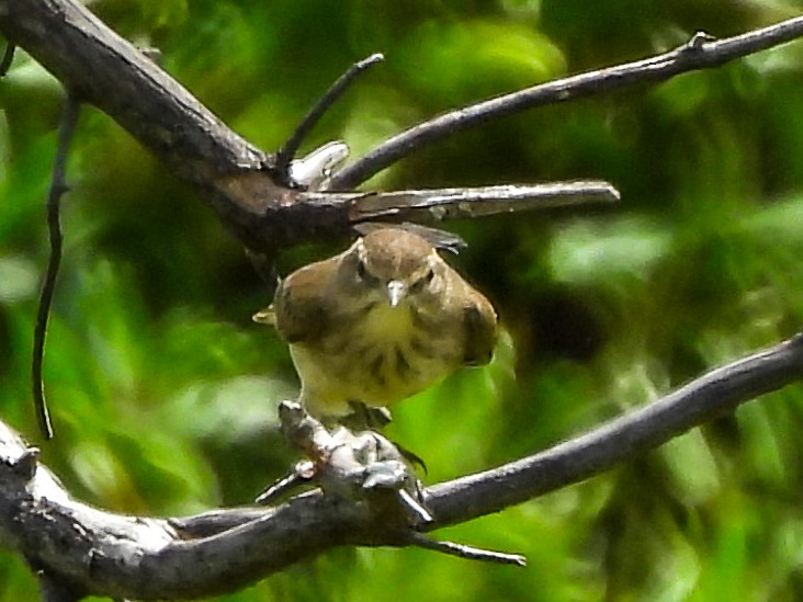 Palm Warbler - ML645730496