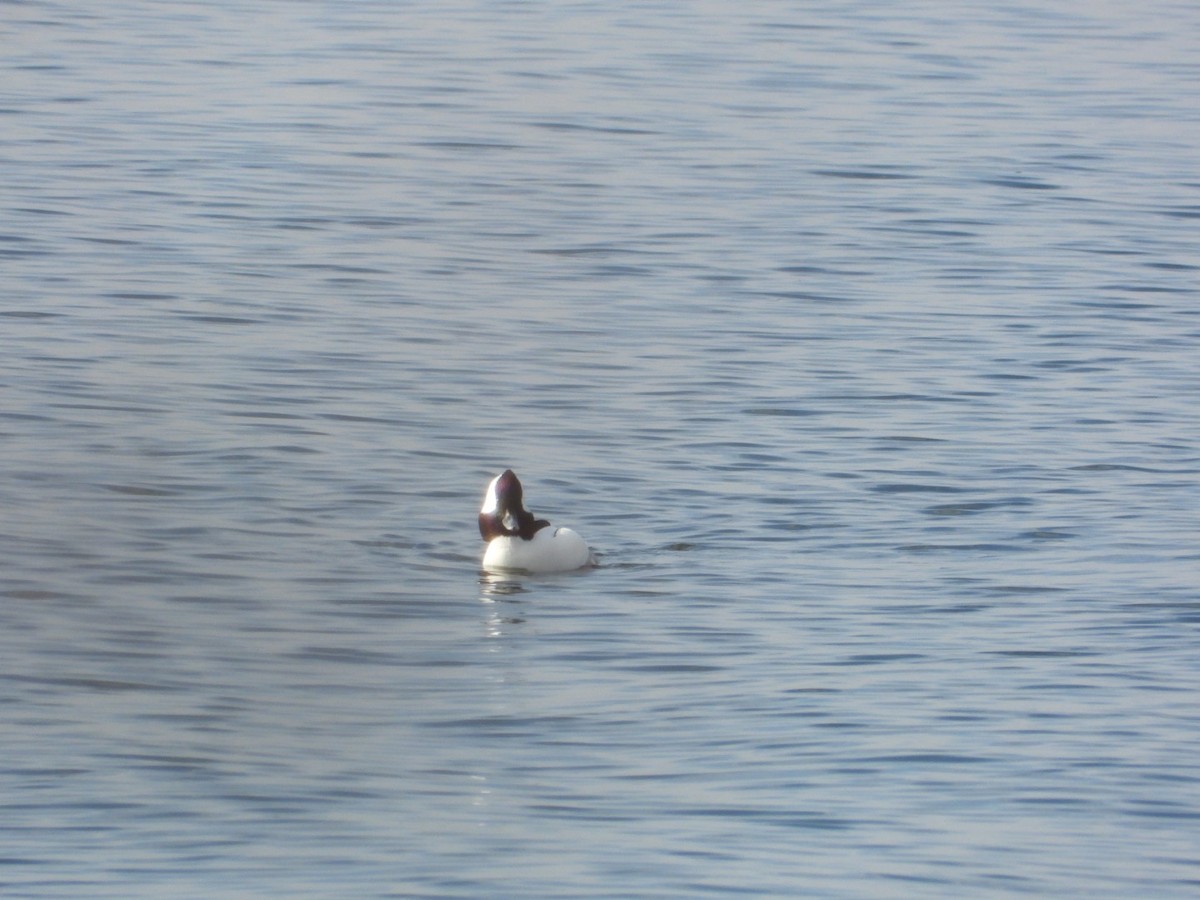 hohol bělavý - ML645730497