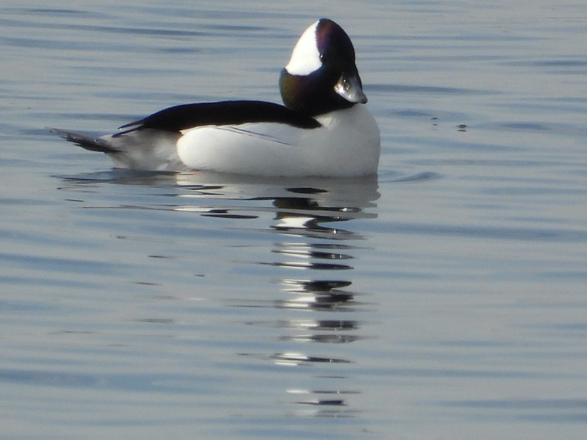 hohol bělavý - ML645730498