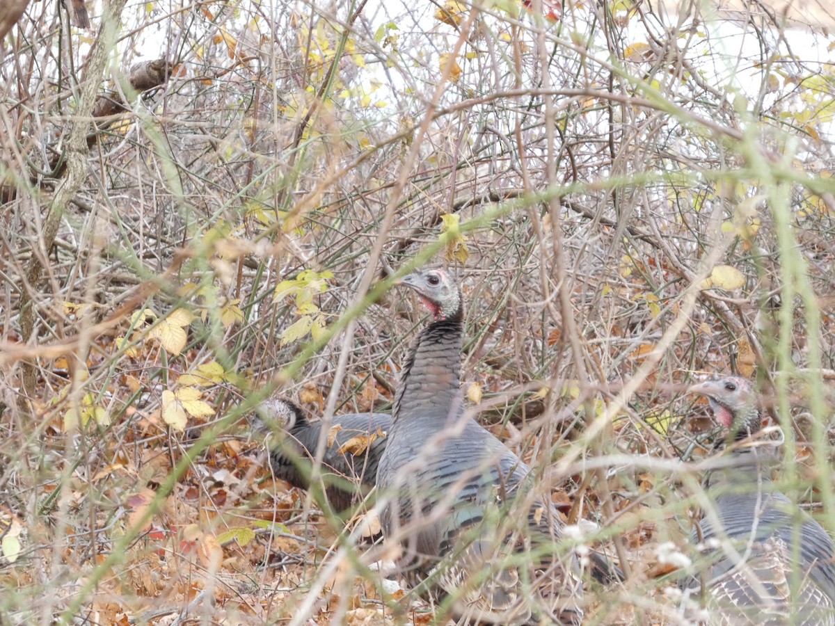 火雞 - ML645730505