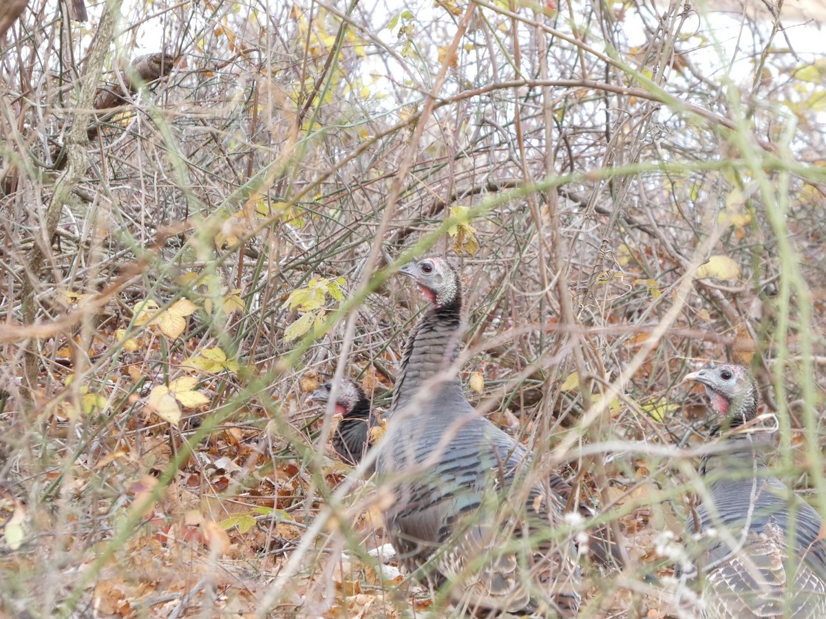 火雞 - ML645730506