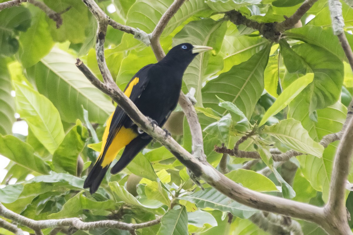 Yellow-rumped Cacique - ML645730508