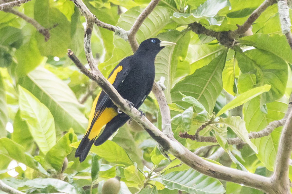Yellow-rumped Cacique - ML645730509