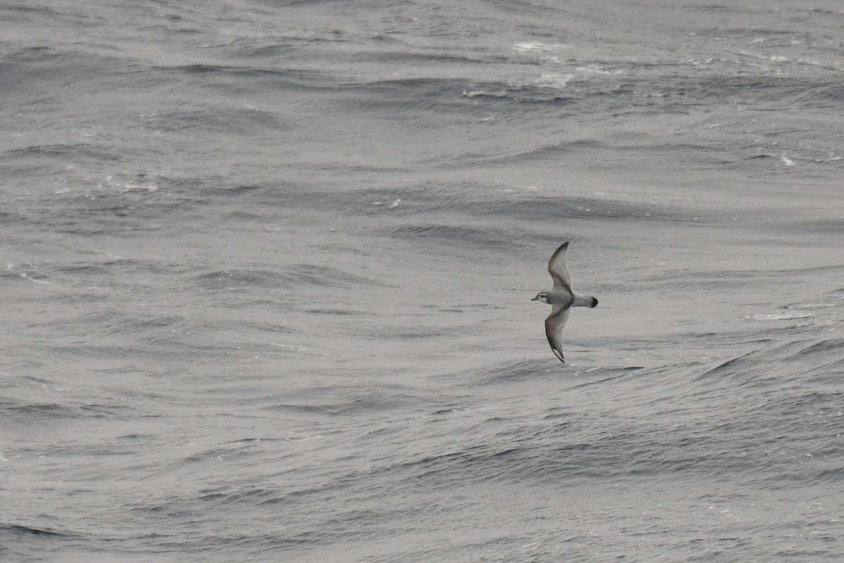 Salvin's Prion - ML645730510