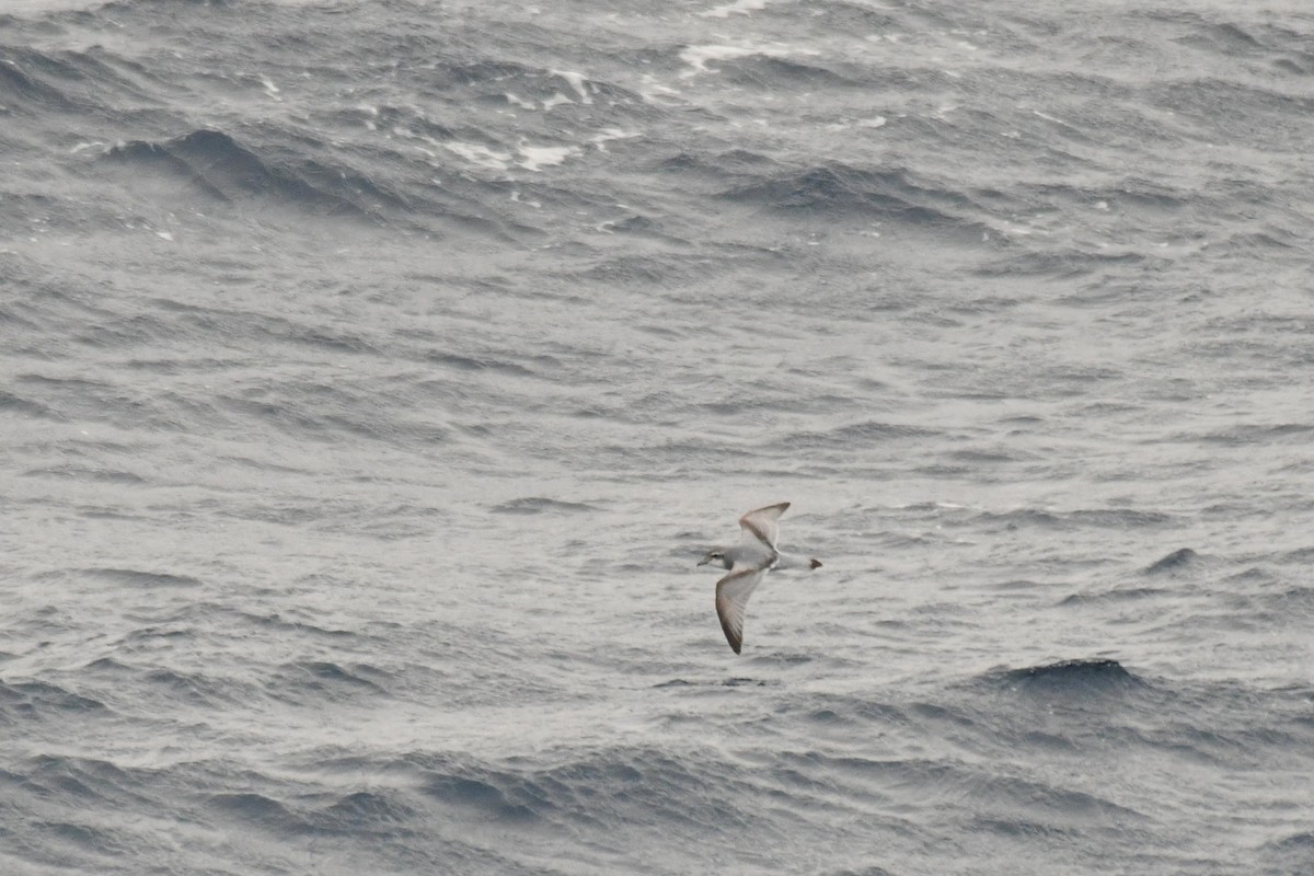 Salvin's Prion - ML645730511