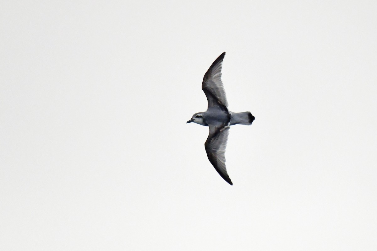 Salvin's Prion - ML645730512