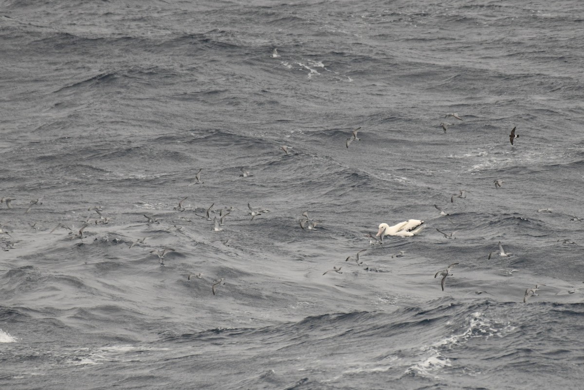 Salvin's Prion - ML645730513