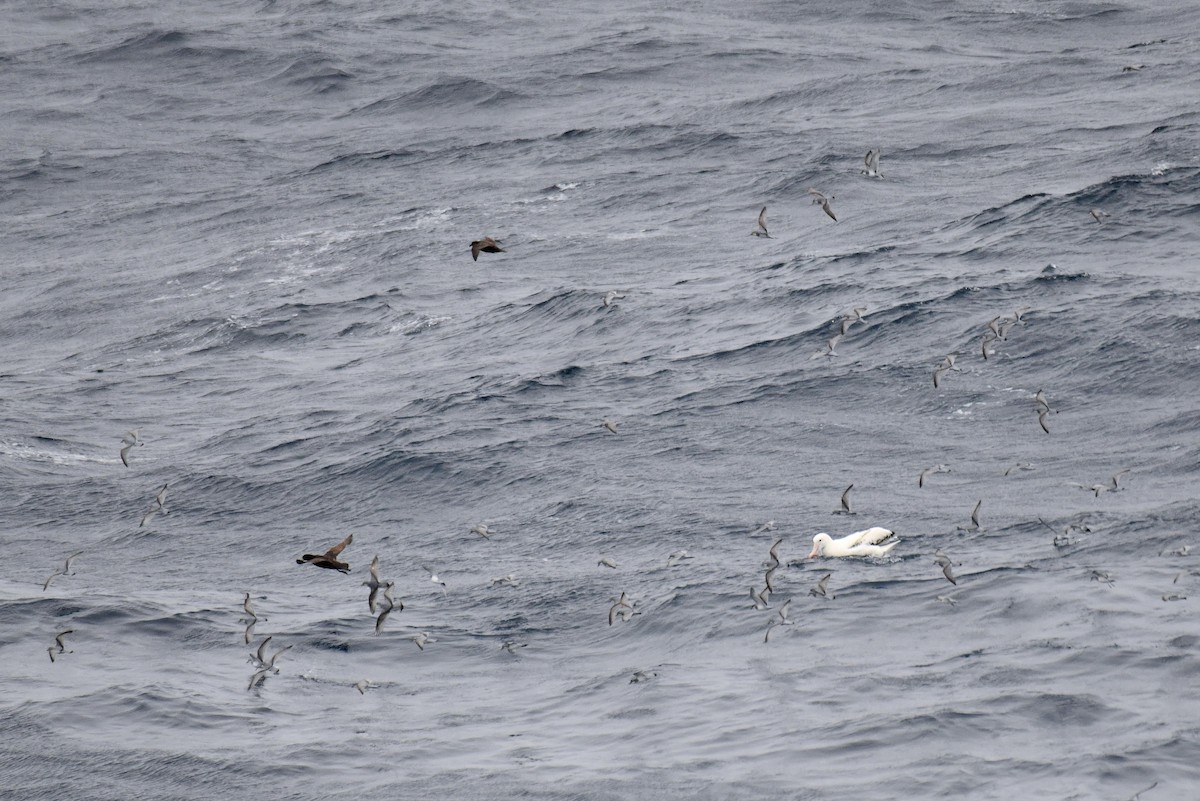 Salvin's Prion - ML645730514