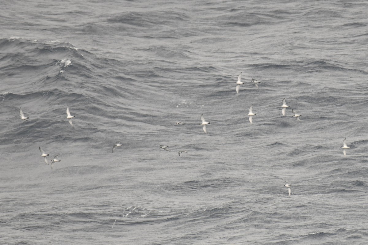 Salvin's Prion - ML645730515