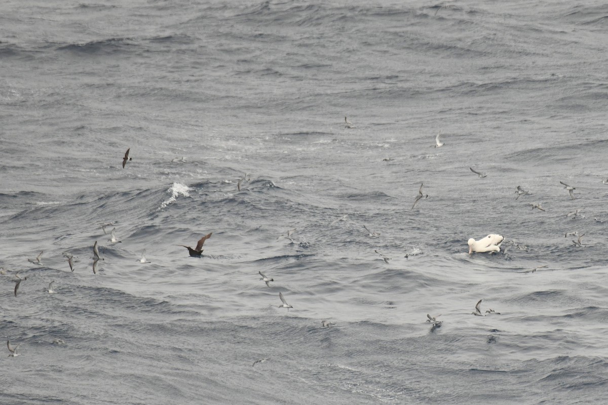 Salvin's Prion - ML645730516