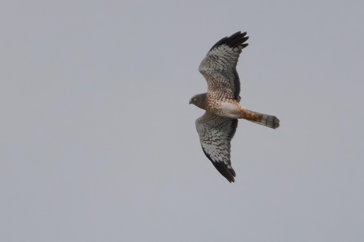 Northern Harrier - ML645730524