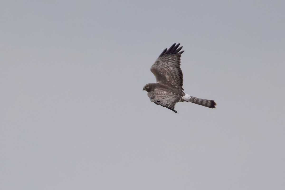 Northern Harrier - ML645730526