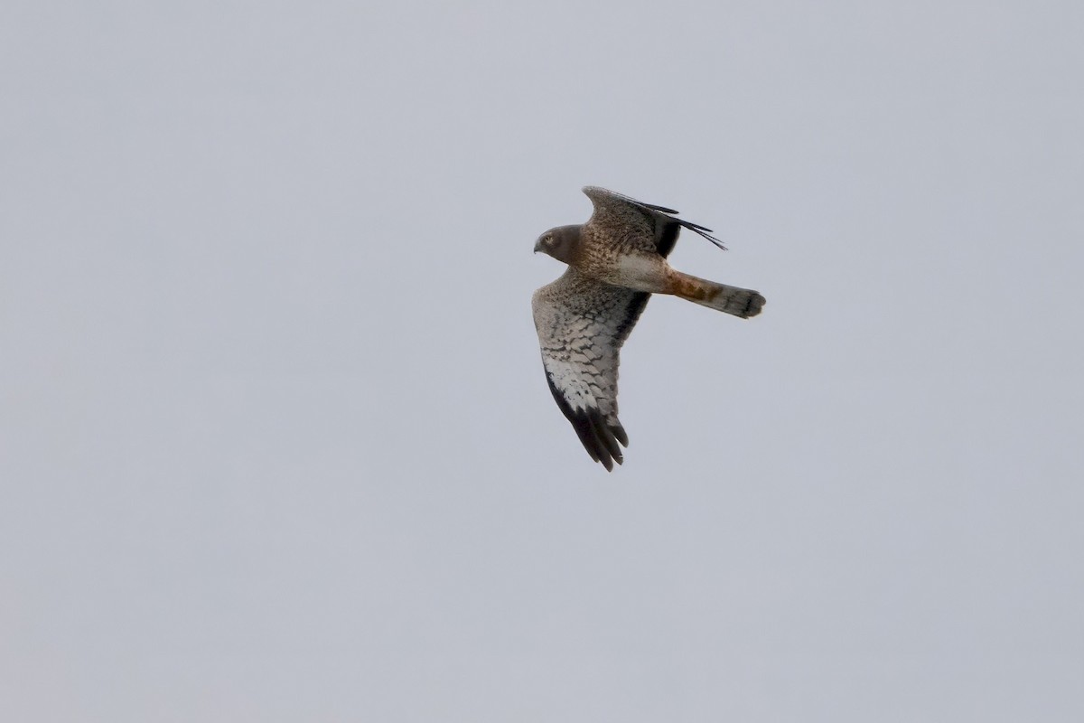 Northern Harrier - ML645730531