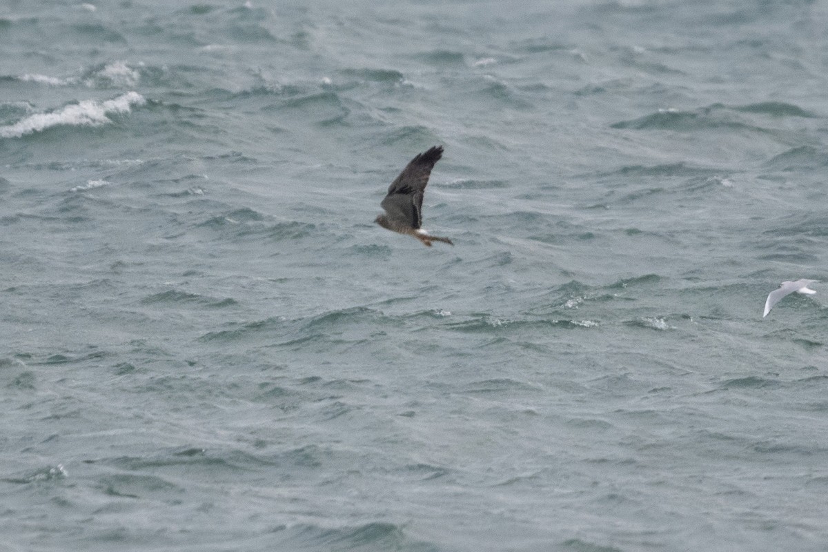 Northern Harrier - ML645730533