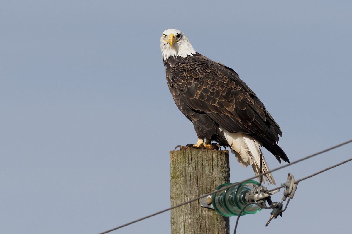 Bald Eagle - ML645730535