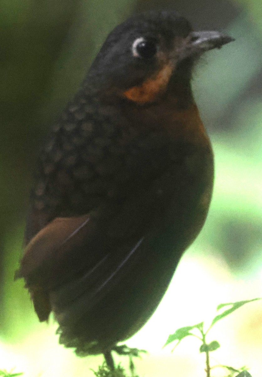 Мурашниця гватемальська - ML645730544