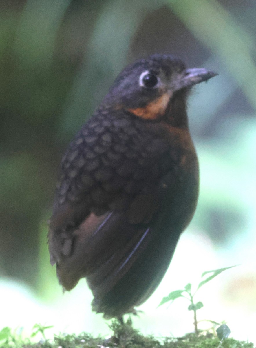 Мурашниця гватемальська - ML645730545