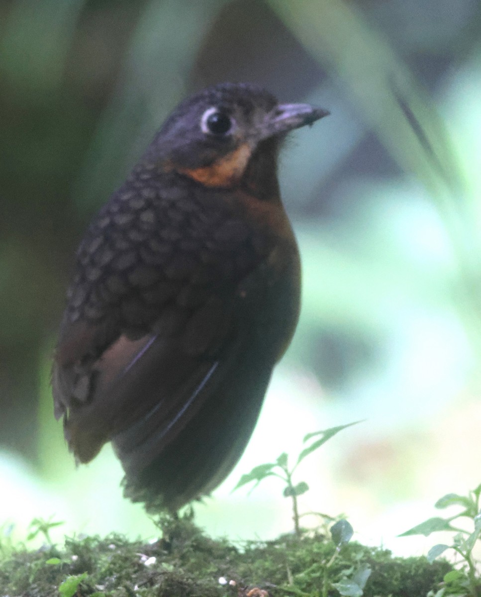 Мурашниця гватемальська - ML645730546