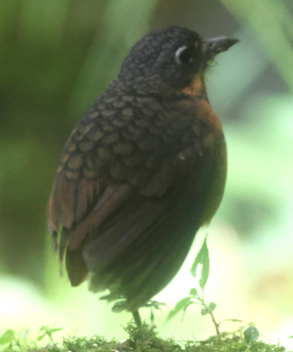 Мурашниця гватемальська - ML645730547