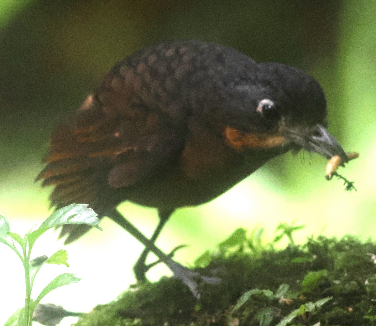 Мурашниця гватемальська - ML645730548