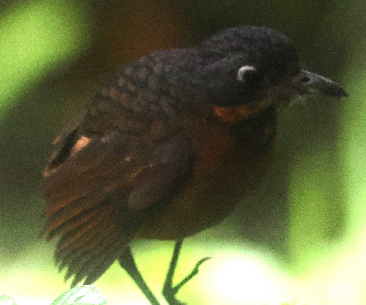 Мурашниця гватемальська - ML645730549