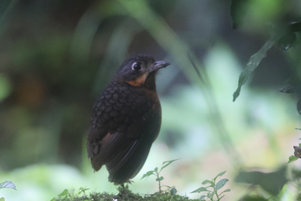 Мурашниця гватемальська - ML645730550