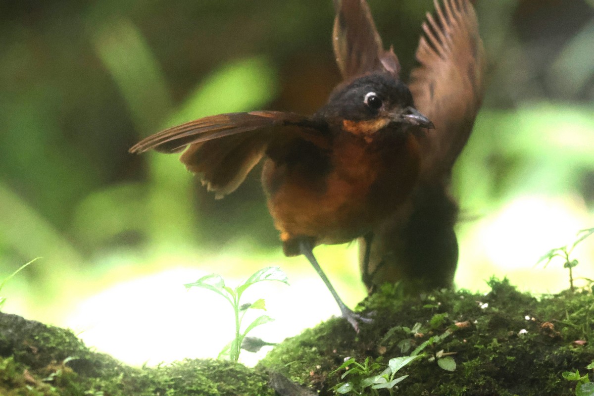 Мурашниця гватемальська - ML645730551