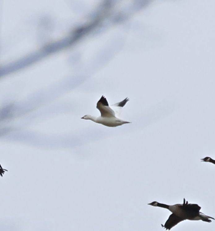 Snow Goose - ML645730560