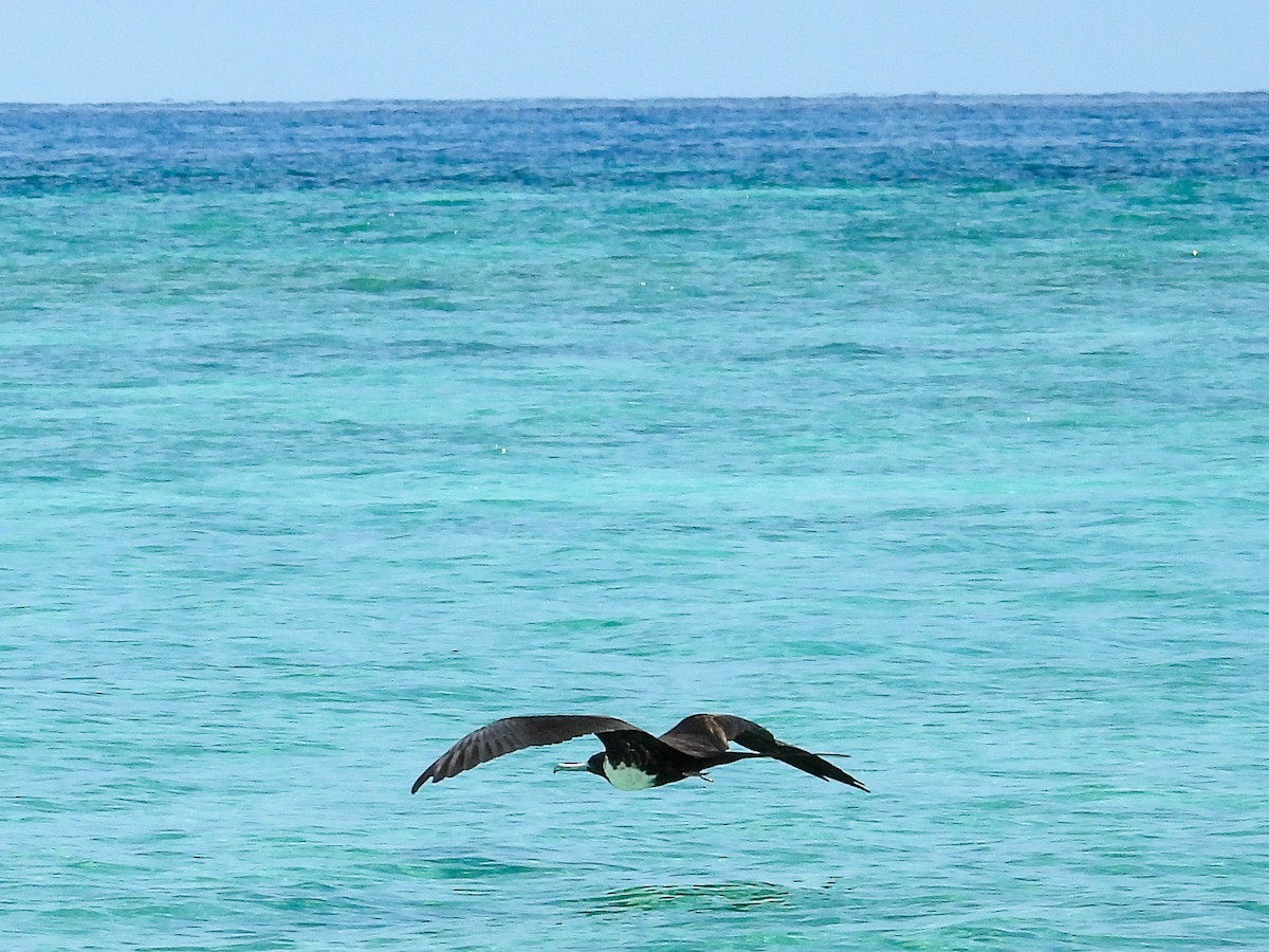 Magnificent Frigatebird - ML645730561