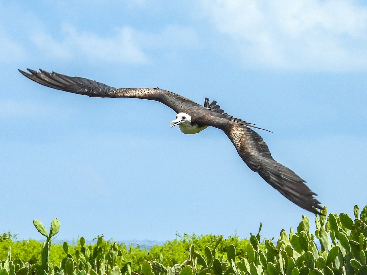 Magnificent Frigatebird - ML645730562