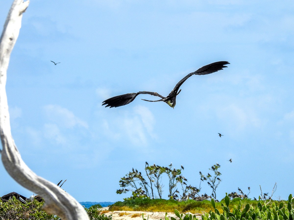 Magnificent Frigatebird - ML645730564