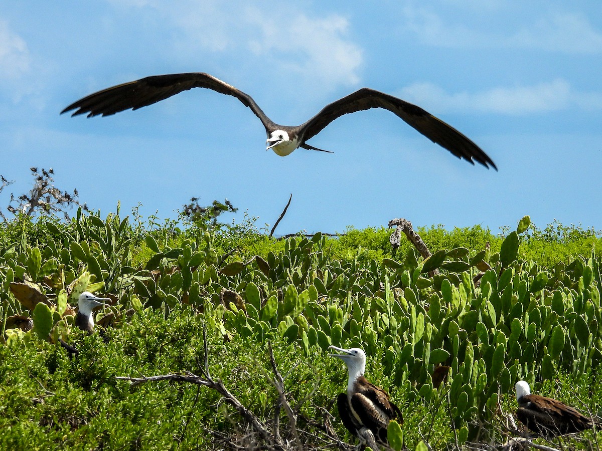 Magnificent Frigatebird - ML645730565