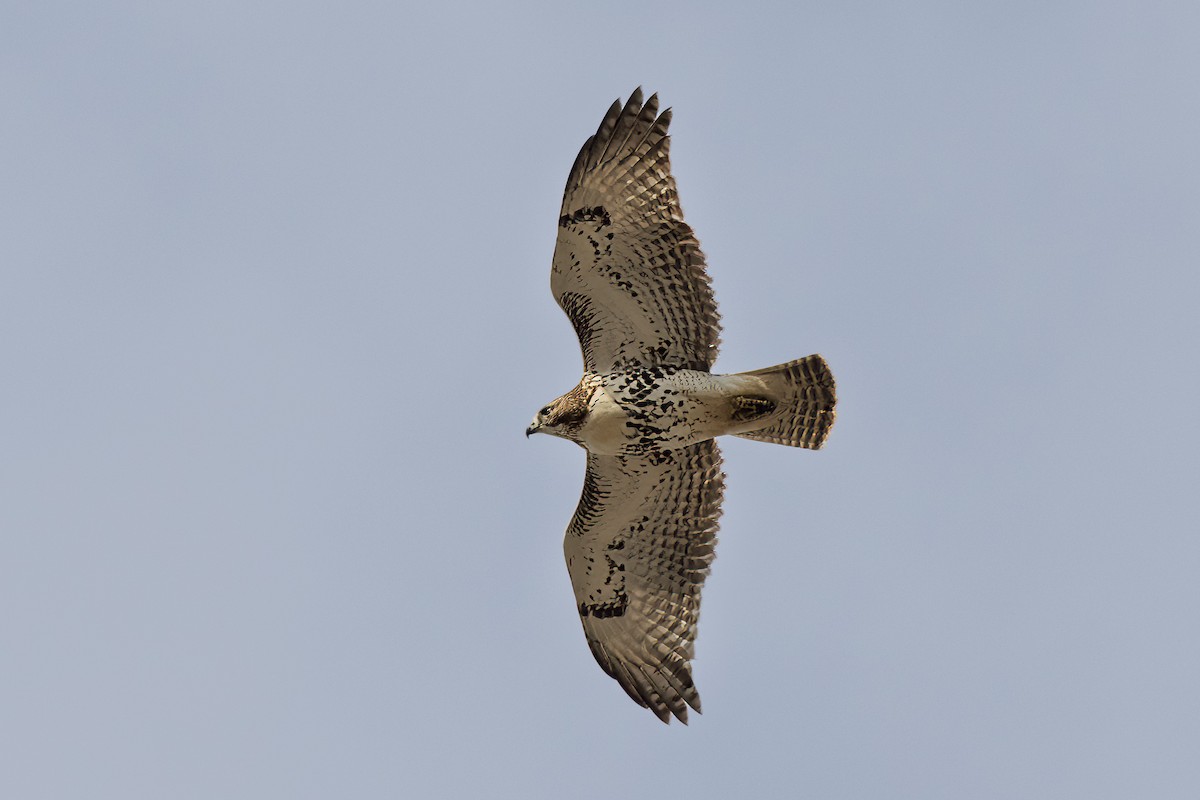 Red-tailed Hawk - ML645730598