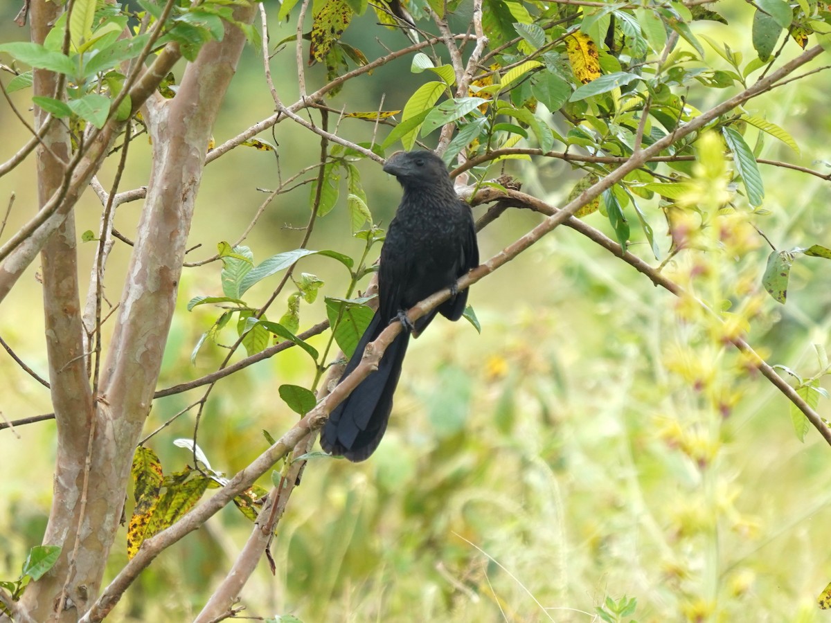 Ані товстодзьобий - ML645730601