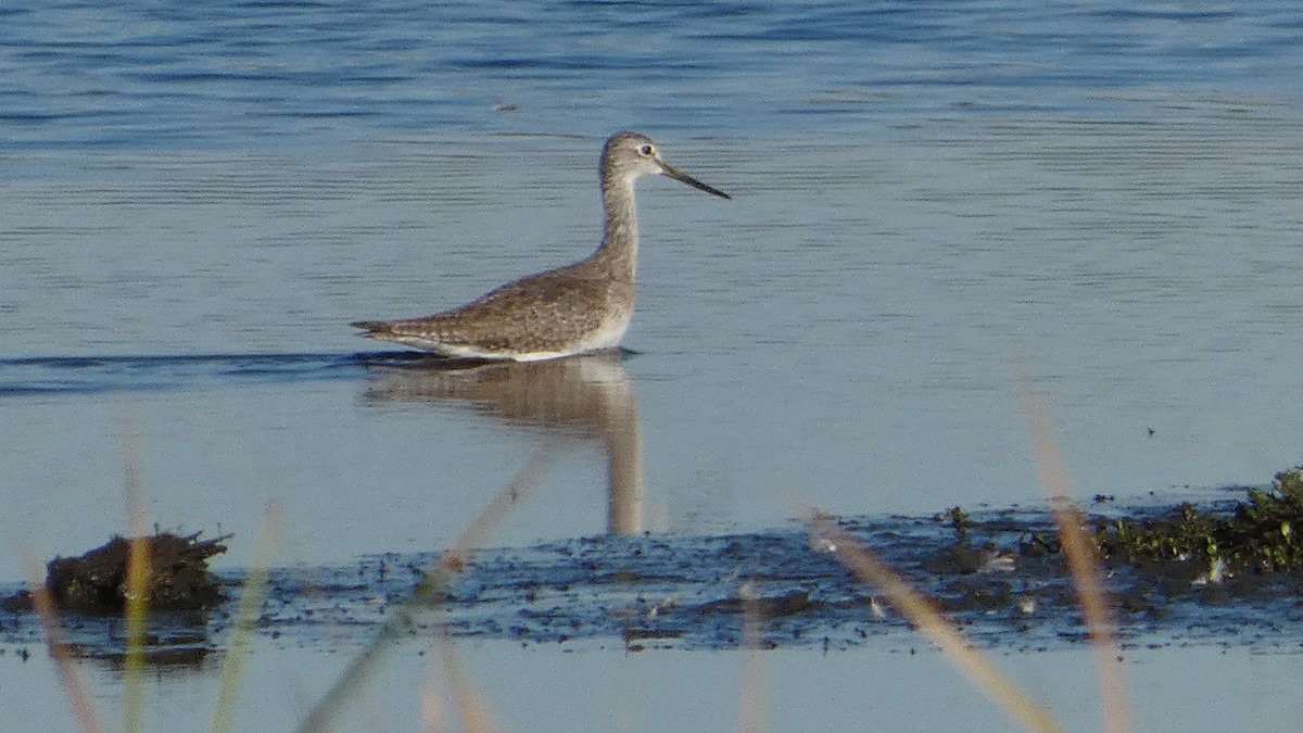Greater Yellowlegs - ML645730613