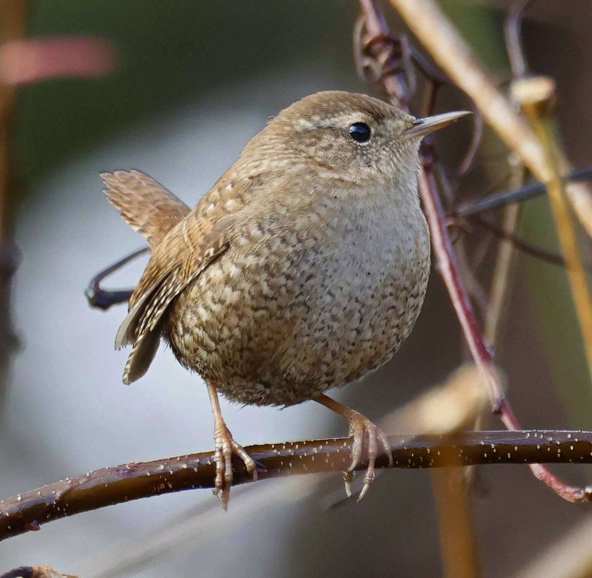 Winter Wren - ML645730614