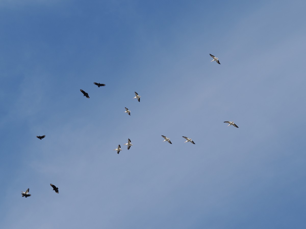 pelikán severoamerický - ML645730615