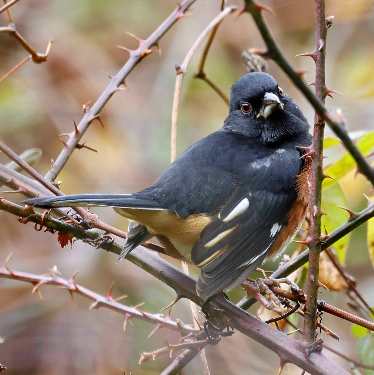 Eastern Towhee - ML645730631