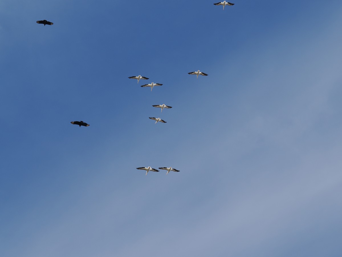 pelikán severoamerický - ML645730634