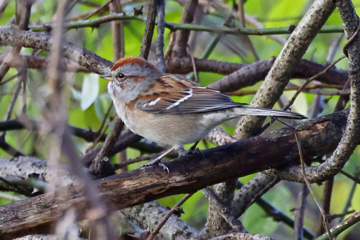 American Tree Sparrow - ML645730641