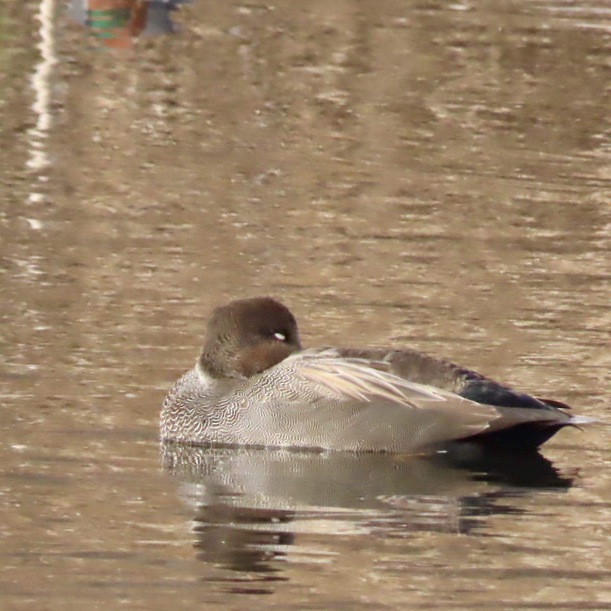 Canapiglia - ML645730643