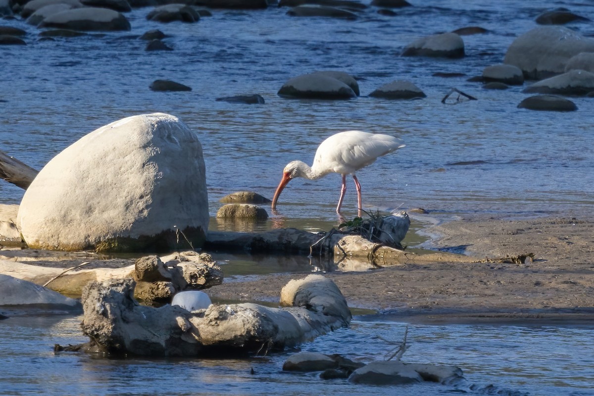 Corocoro Blanco - ML645730644