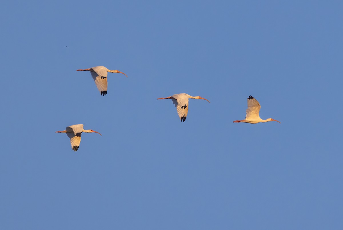 Corocoro Blanco - ML645730648