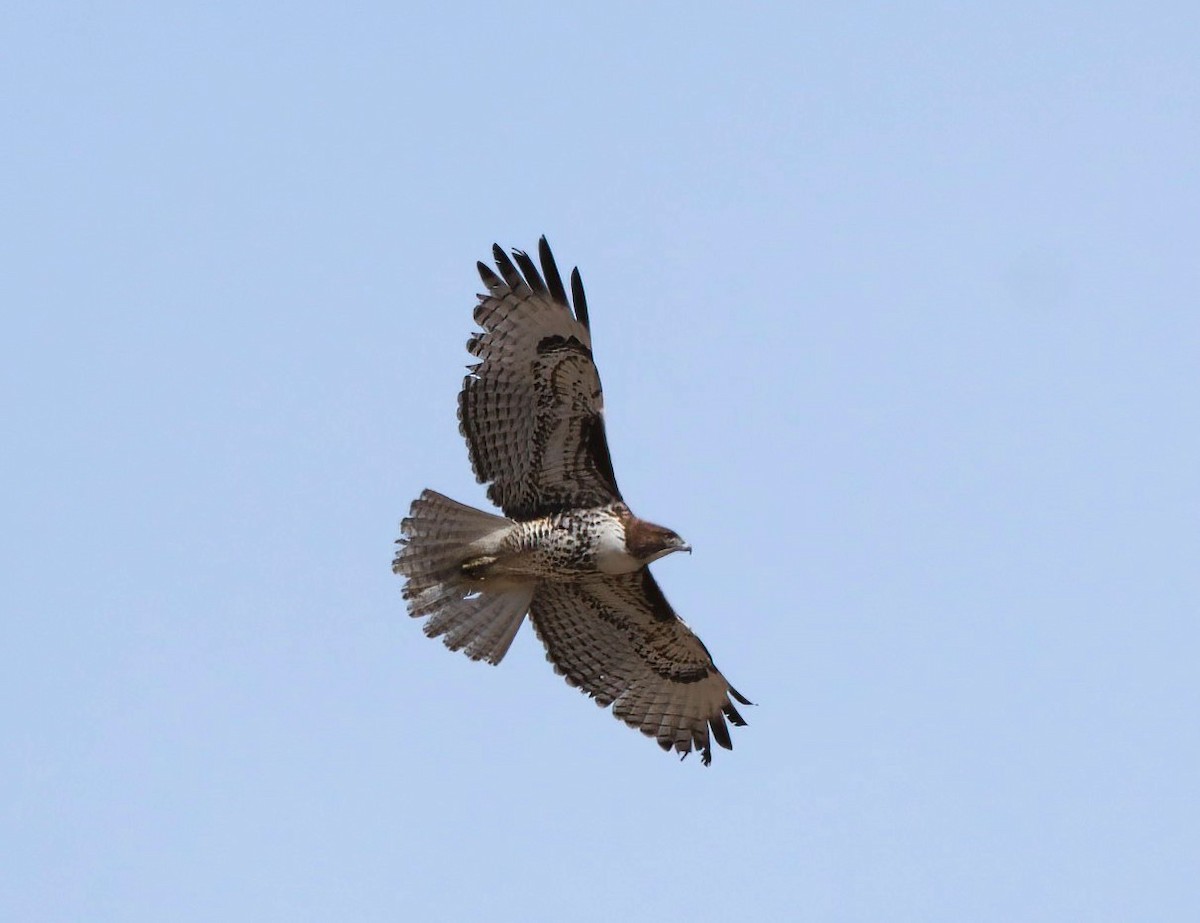 Red-tailed Hawk - ML645730658