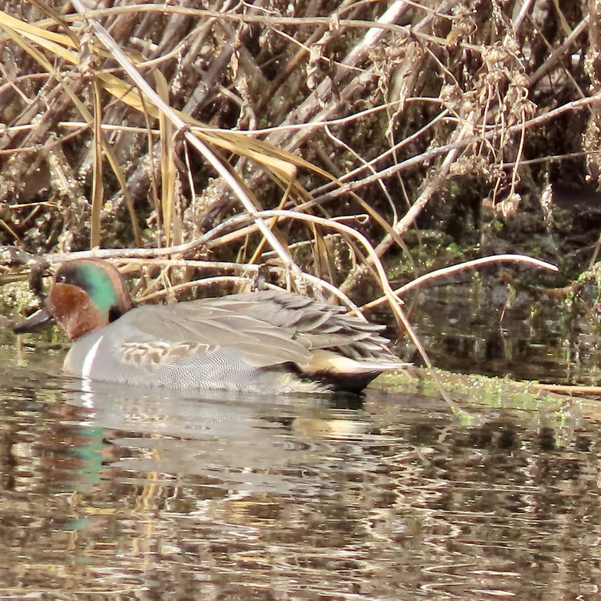 Alzavola - ML645730659