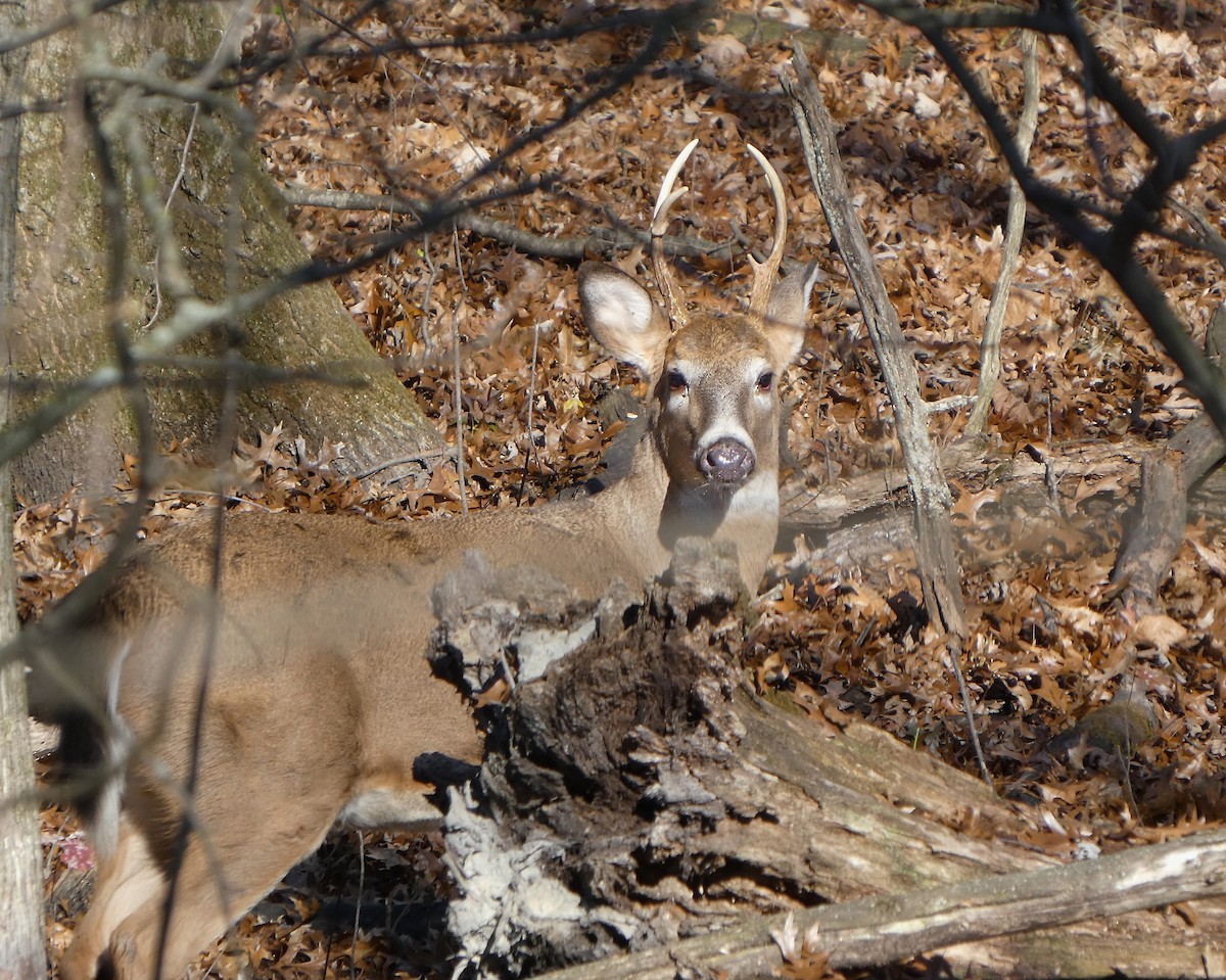 White-tailed Deer - ML645730665