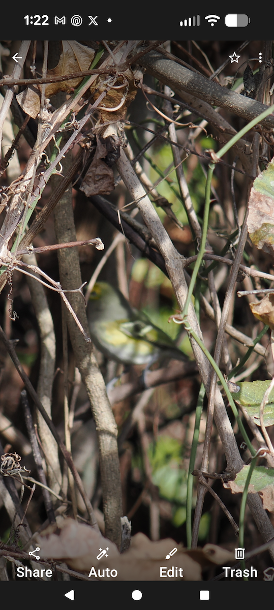 White-eyed Vireo - ML645730668