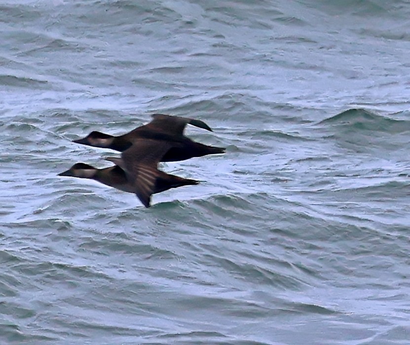 Ahatebeltz eurasiarra - ML645730684