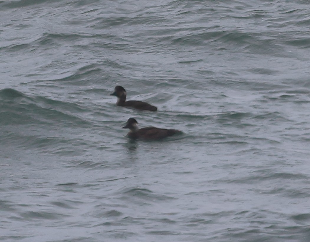 Ahatebeltz eurasiarra - ML645730685