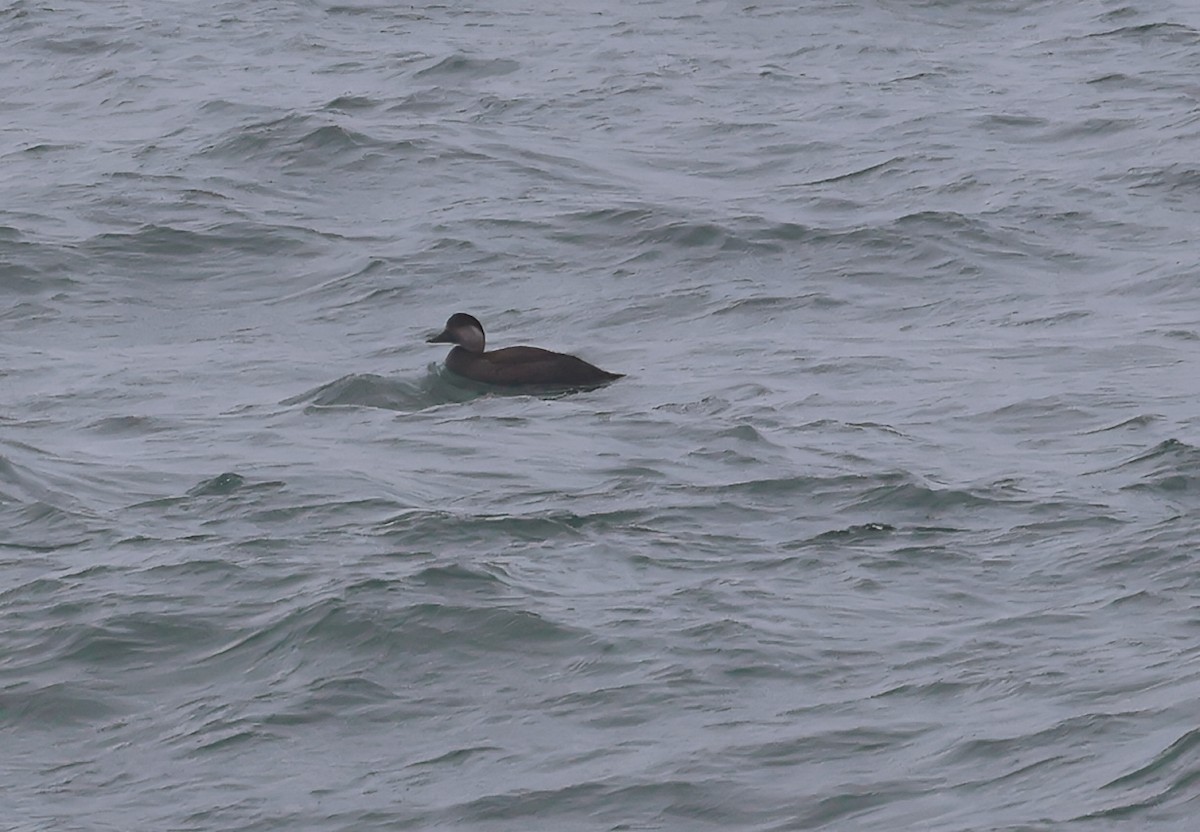 Ahatebeltz eurasiarra - ML645730686